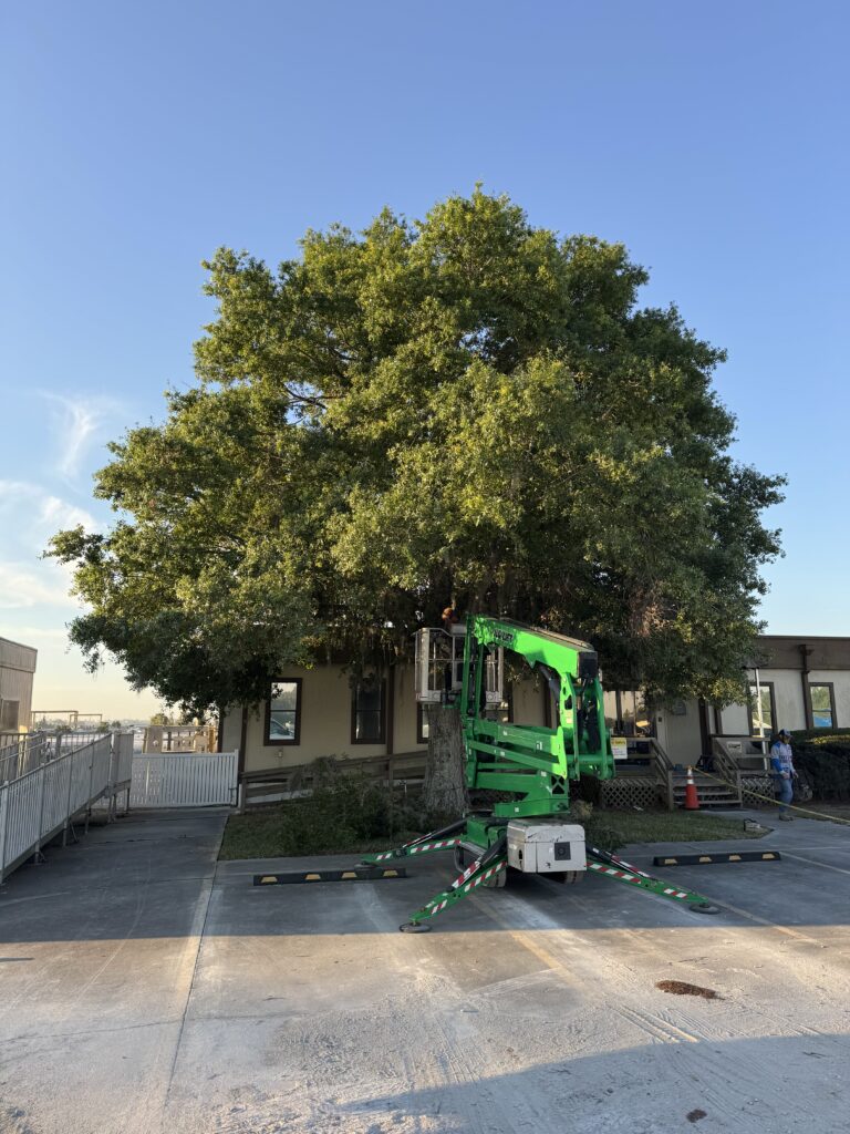 tree trimming lakeland