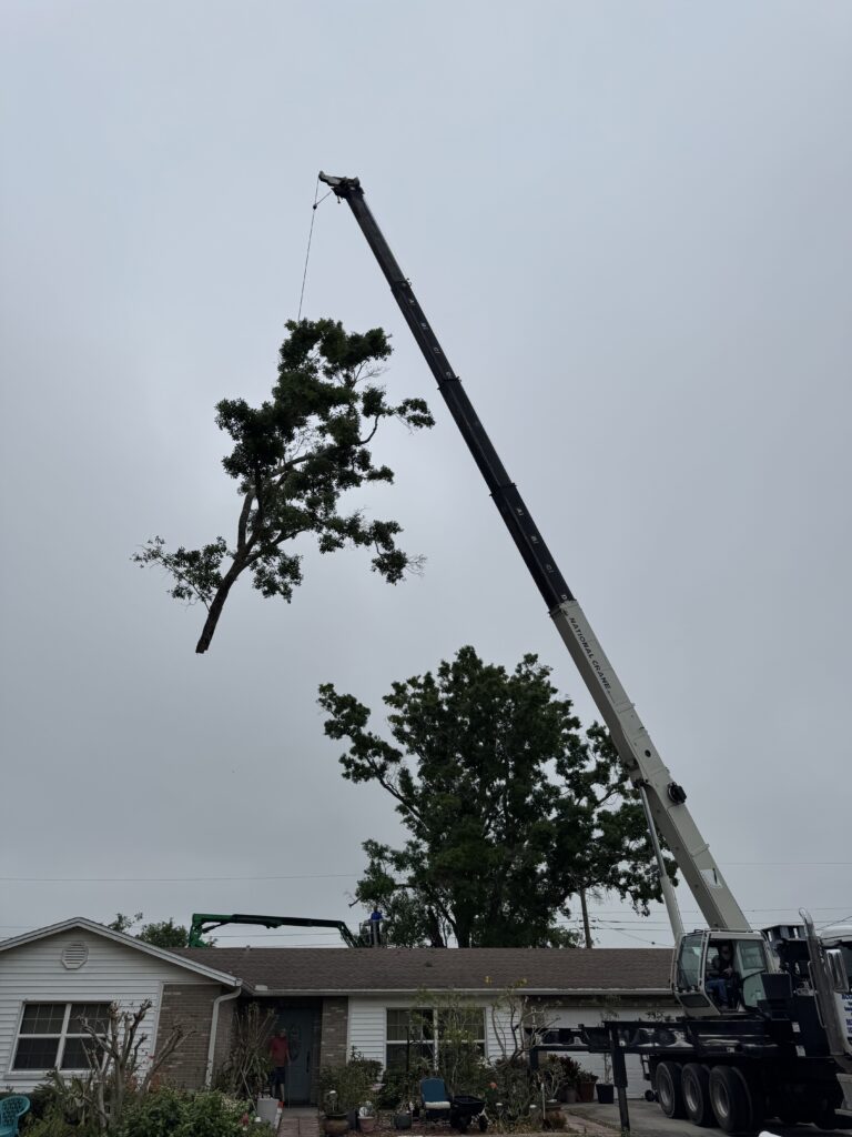tree removal